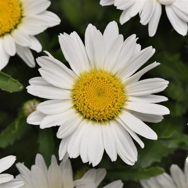 Leucanthemum superbum Make My Daisy™ Happy Bloom