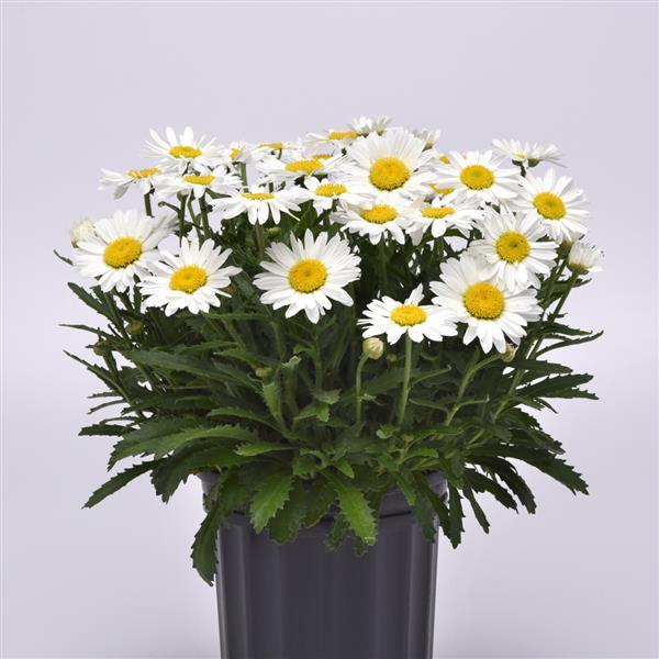 Leucanthemum superbum Make My Daisy™ Happy Container