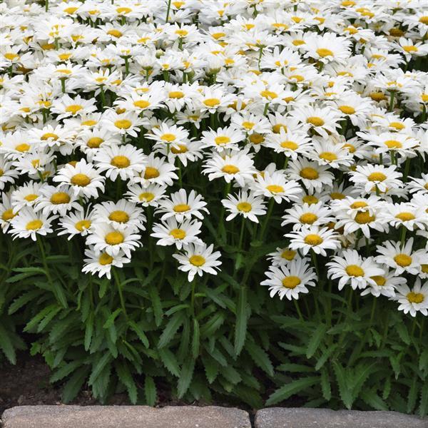 Leucanthemum superbum Make My Daisy™ Happy Landscape