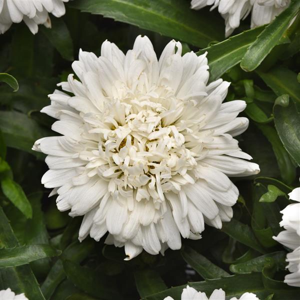Leucanthemum superbum Make My Daisy™ Crazy Bloom