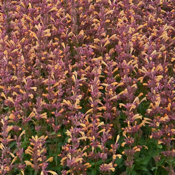 Agastache rupestris Peachie Keen