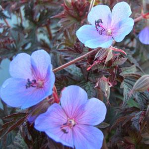 Geranium Midnight Blues