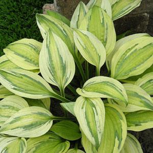 Hosta Captain's Adventure