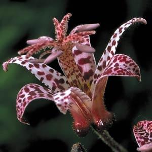 Tricyrtis formosana Dark Beauty