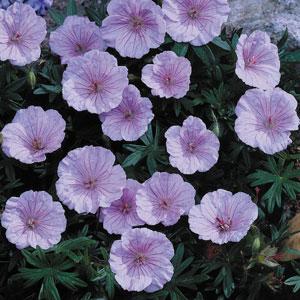 Geranium sanguineum Striatum