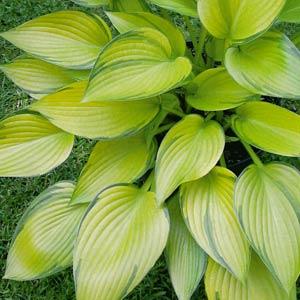 Hosta June Fever