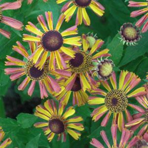 Helenium Tie Dye