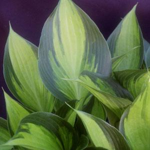 Hosta Justine