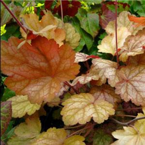Heuchera Vulcano