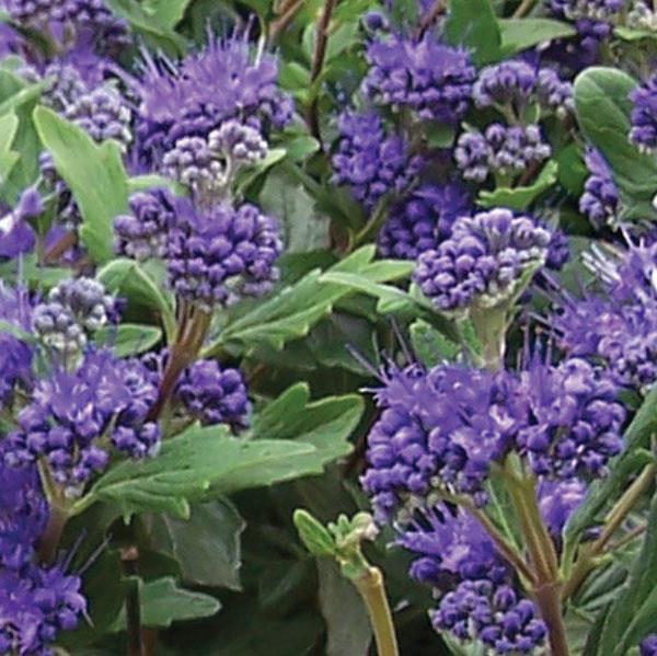 Caryopteris clandonensis Grand Bleu<sup>®</sup> Bloom