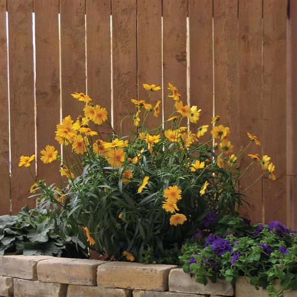 Coreopsis Sunny Day Commercial Landscape 1