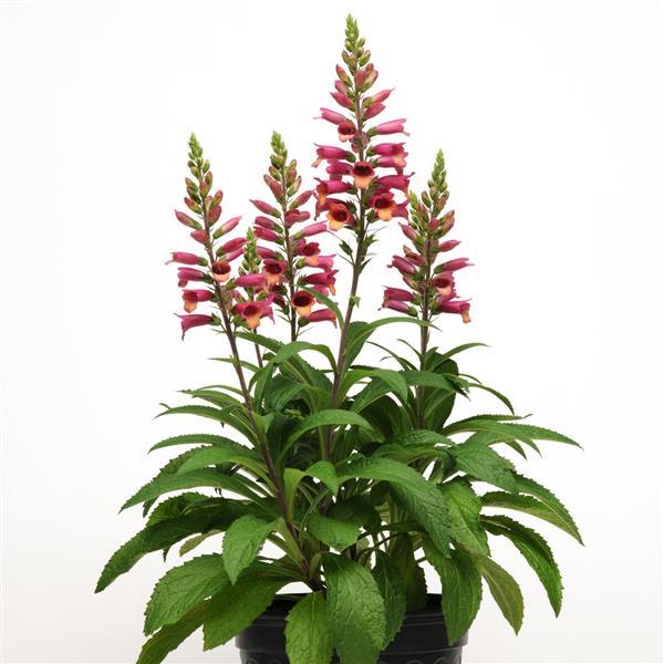 Digitalis Foxlight™ Ruby Glow Container