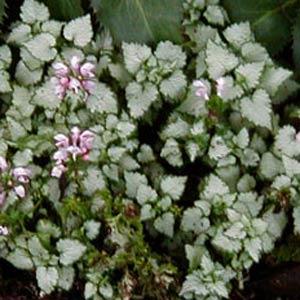 Lamium maculatum Shell Pink Garden