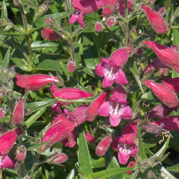 Penstemon mexicali Mini-Bells™ Red Bloom