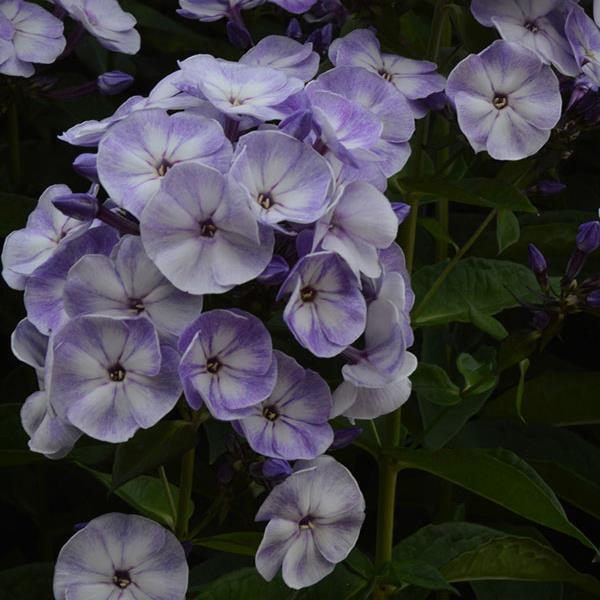 Phlox paniculata Younique Old Blue Bloom