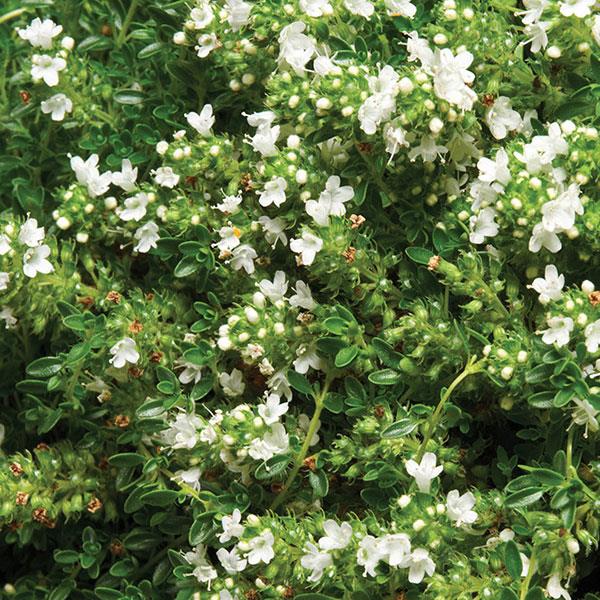 Thymus praecox Albiflorus Bloom