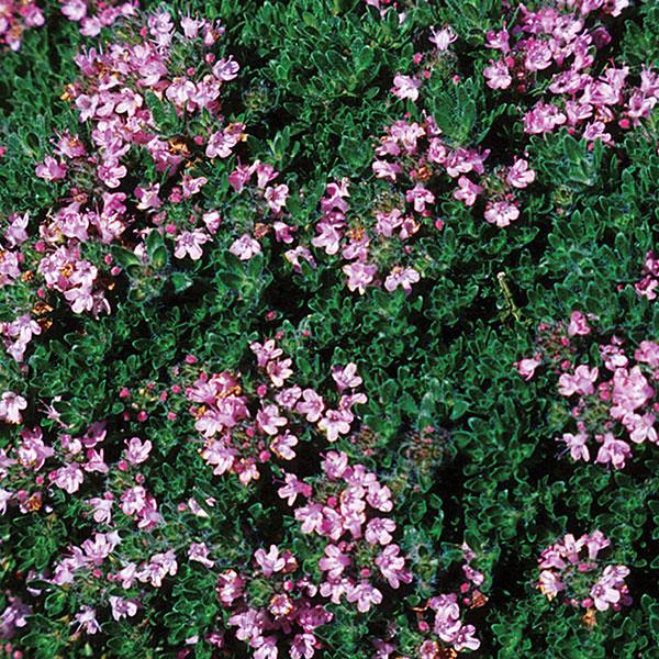 Thymus serpyllum Pink Chintz Bloom