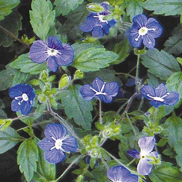 Veronica peduncularis Georgia Blue Bloom