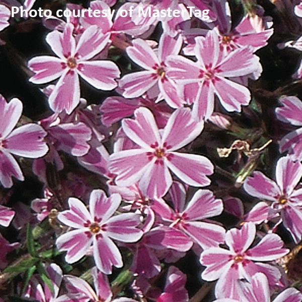 Phlox subulata Candy Stripe Bloom