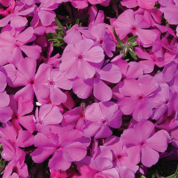 Phlox subulata Drummond's Pink Bloom