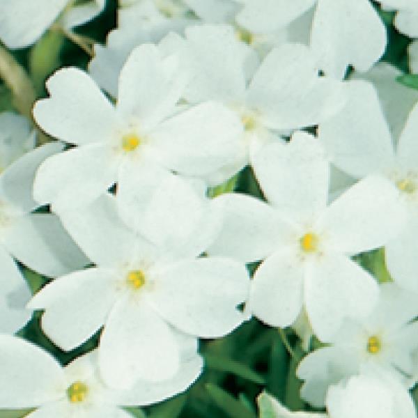 Phlox subulata White Delight Bloom