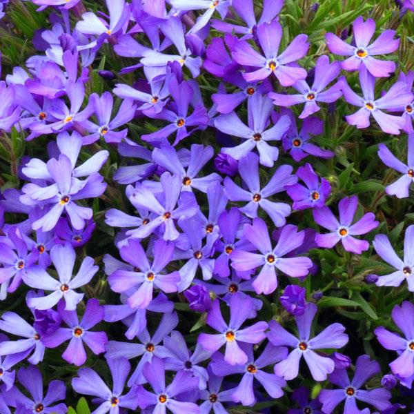 Phlox Violet Pinwheels Bloom