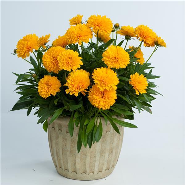 Coreopsis Solanna™ Golden Sphere Container