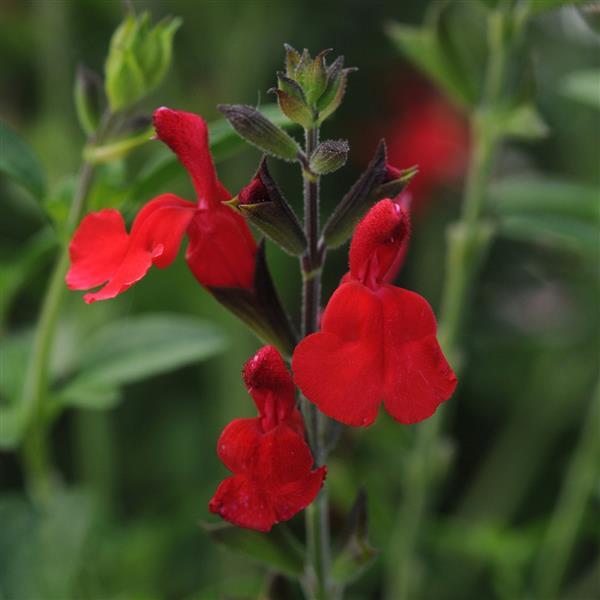 Salvia greggii Radio Red Bloom