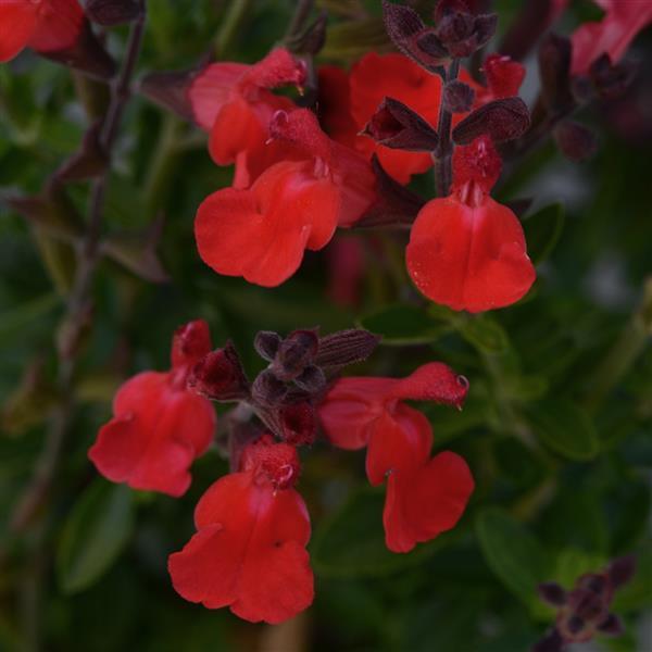 Salvia Arctic Blaze<sup>®</sup> Red Bloom