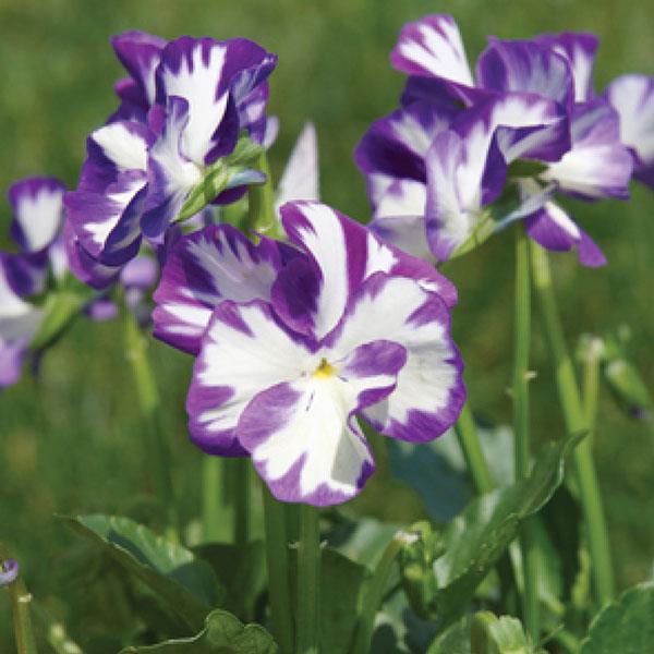 Viola pubescens Rebecca Cawthorne Bloom