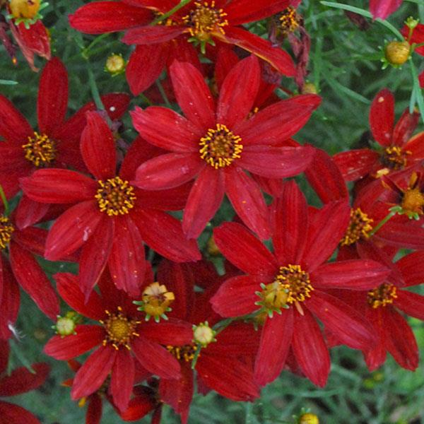 Coreopsis verticillata Sizzle & Spice<sup>®</sup> Hot Paprika Bloom