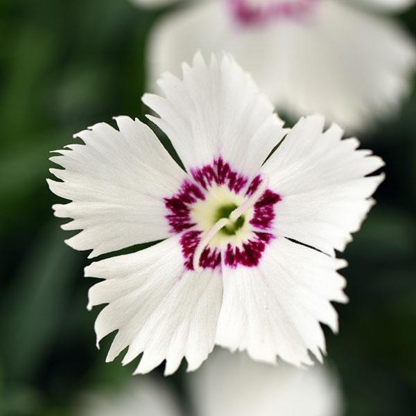 Dianthus Mountain Frost™ White Twinkle Bloom