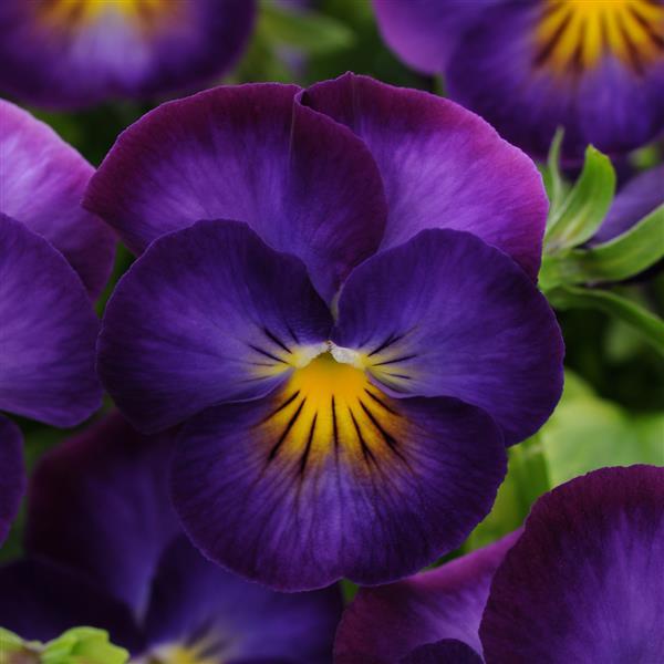 Viola Halo Violet Bloom