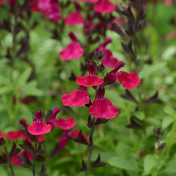 Salvia greggii Mirage™ Burgundy Bloom