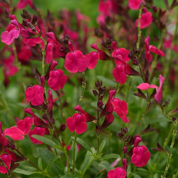 Salvia greggii Mirage™ Neon Rose Bloom