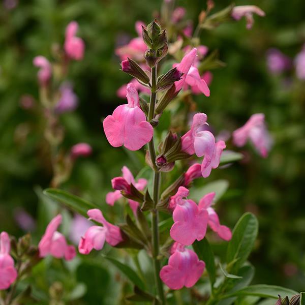 Salvia greggii Mirage™ Pink Bloom