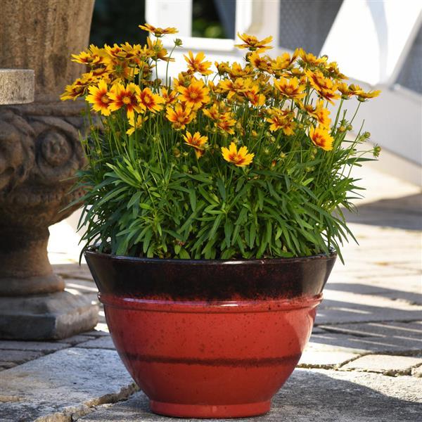 Coreopsis UpTick™ Gold & Bronze Container