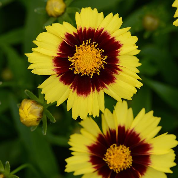 Coreopsis UpTick™ Yellow & Red Bloom