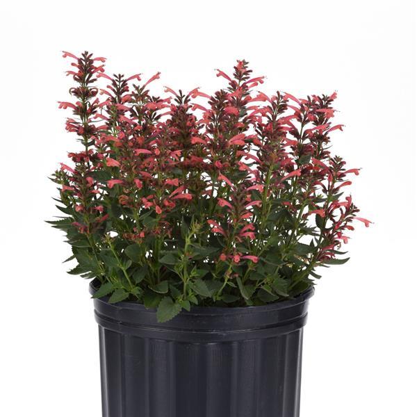 Agastache mexicana Summerlong™ Coral Container