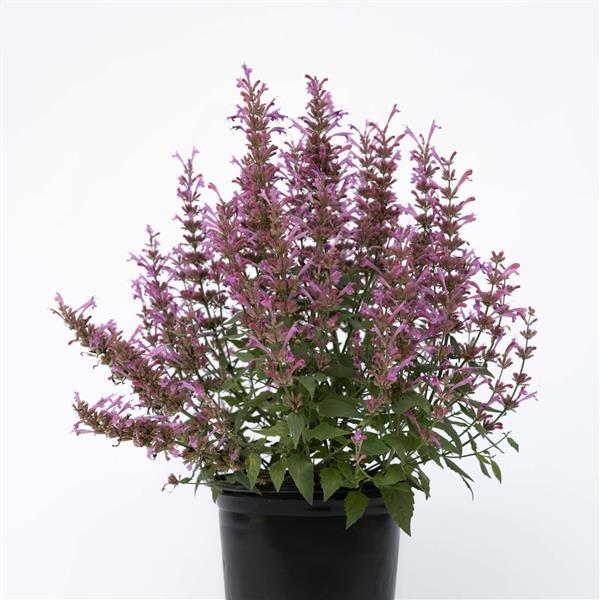 Agastache mexicana Summerlong™ Lilac Container