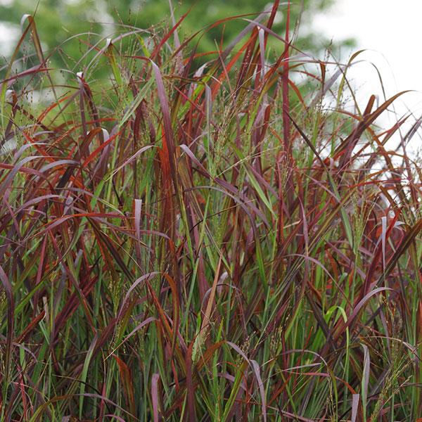 Grass Panicum Ruby Ribbons Bloom