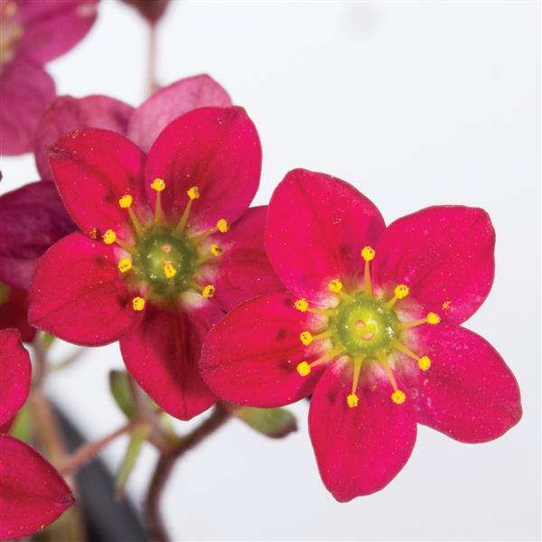 Saxifraga x arendsii Marto™ Red Bloom