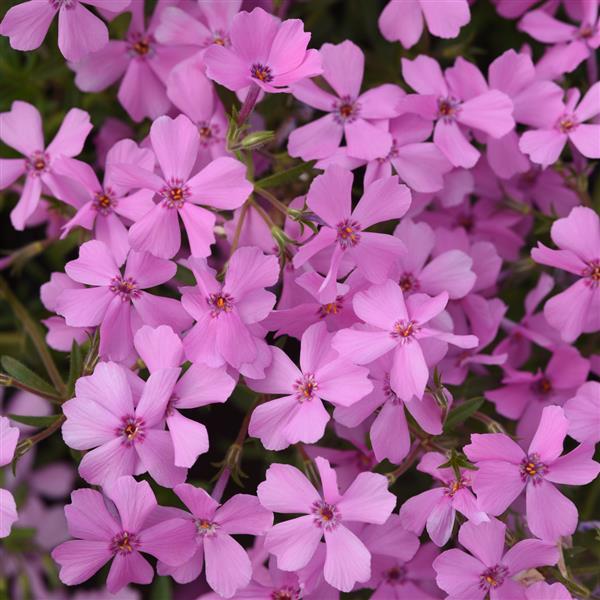 Phlox hybrida Spring Splash™ Pink Bloom