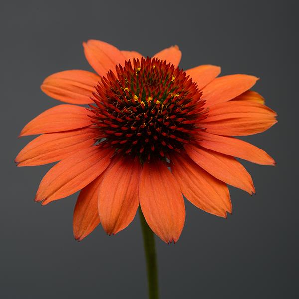 Echinacea Sombrero<sup>®</sup> Flamenco Orange Bloom