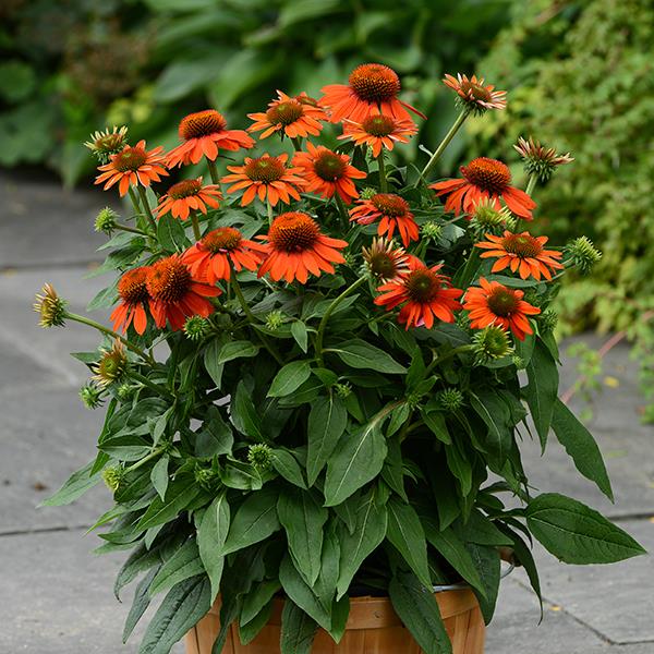 Echinacea Sombrero<sup>®</sup> Adobe Orange Container