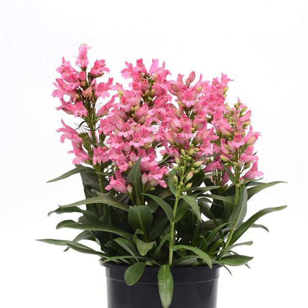 Penstemon barbatus Rock Candy<sup>®</sup> Light Pink Container