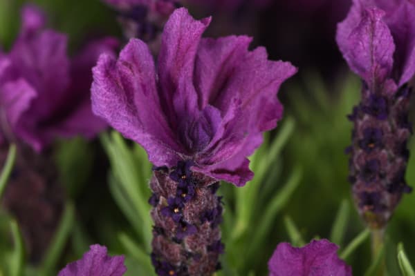 Spanish Lavender Anouk
