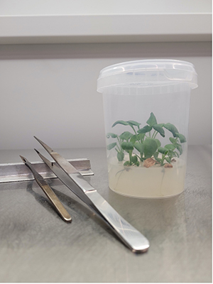A clear jar of Echinacea tissue cultures next to tweezers