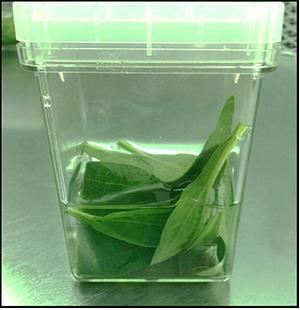 Many Echinacea cuttings rest in a solution of cleaning agents