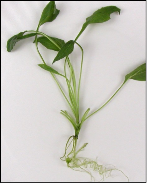 An Echinacea plantlet with roots forming